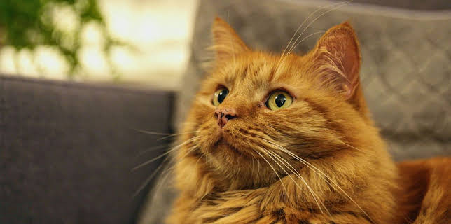 8:00 AM: Cats and Dogs at War (S1 E1) (S1) | 5 Star | 1/8 2026