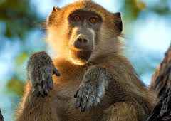 Earth's Greatest Spectacles