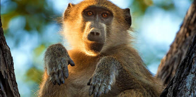 4:15 PM: Earth's Greatest Spectacles | BBC Two | 1/28 2026