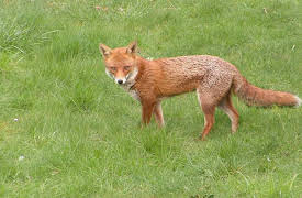 Saving Britain's Wildlife, Season 1: Live and Let Live