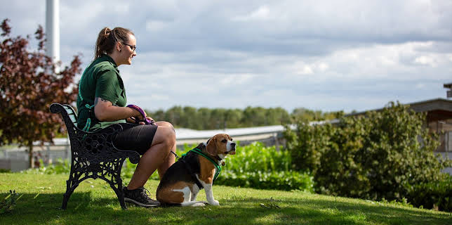 7:55 PM: The Dog House | More 4 | 1/15 2026