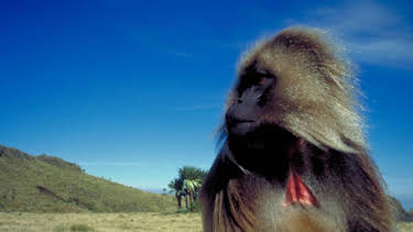 4:00 PM: The Life of Mammals (S1 E9) (S1) | Yesterday | 12/21 2025