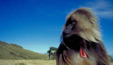 The Life of Mammals (S1 E9)