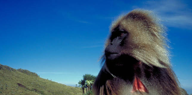 3:00 PM: The Life of Mammals (S1 E9) (S1) | Yesterday | 12/21 2025