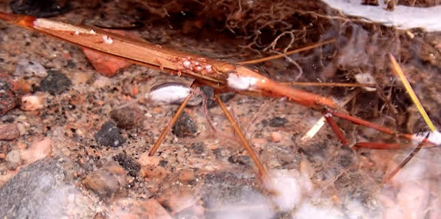 10:30: Eventyr under vatn: Små beist | NRK Super | 11/11 2025