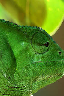 20:50: Planeta reptil | Nat Geo Wild | 2/27 2026