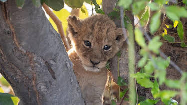 7:00 PM: Big Cats 24/7 (S2) | BBC Two | 4/5 2026