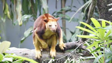 2:00 PM: The Zoo: San Diego (S1) | Discovery Channel | 9/16 2026