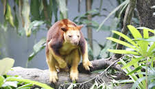 The Zoo: San Diego