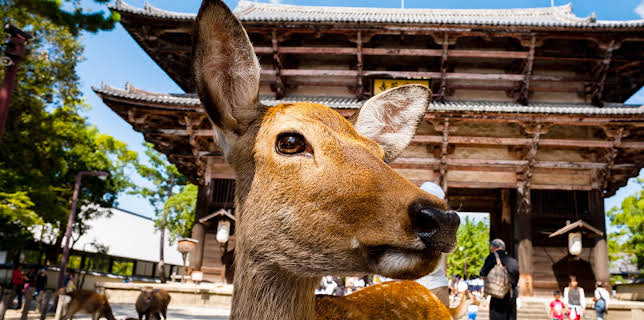 16:00: Wildes Japan (1/3) | 3SAT | 11/25 2025