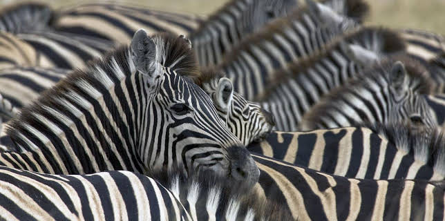 10:20: Okawango - Fluss der Träume (3/3) | Arte | 11/12 2025