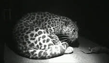 Elefant, Tiger & Co. (313)