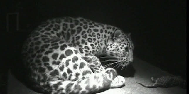 14:25: Elefant, Tiger & Co. (211) | MDR Fernsehen | 12/8 2025