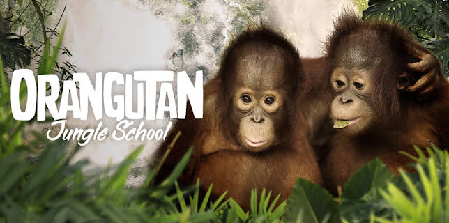 Orangutan Jungle School