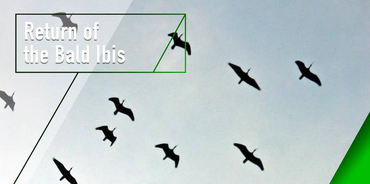 Return of the Bald Ibis (2007)