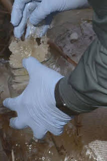 05:38: Seprona en acción: Episodio 7 | Discovery Max | 4/1 2026