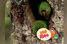 Dance Fever: South American Animals