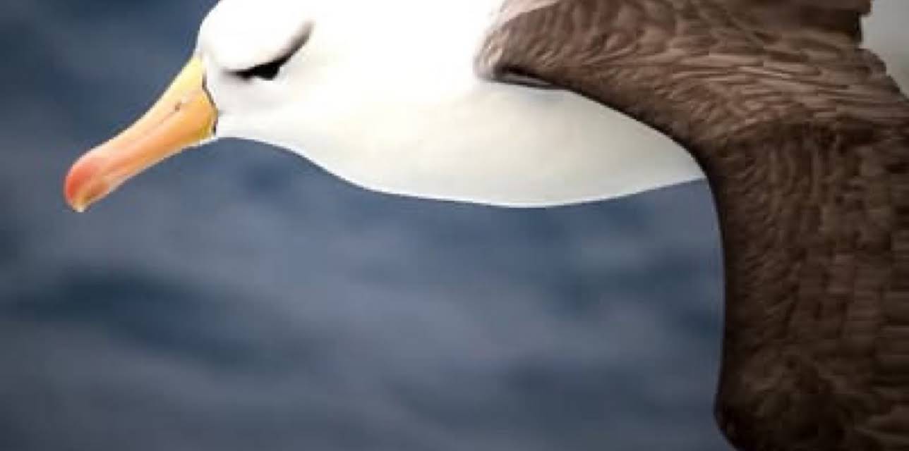 The Tick and the Bird (2002)