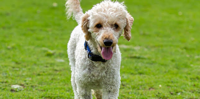 7:55 PM: The Dog House | More 4 | 1/12 2026