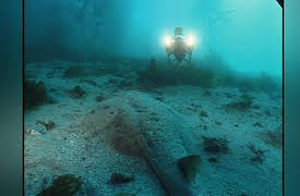 Shark Week: 20th Anniversary Collection: Future Shark