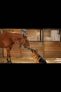 10:48: Hudson y Rex (T6): Ep.11 Entre perros y caballos | Calle 13 | 4/7 2026