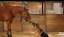 Hudson y Rex (T6): Ep.11 Entre perros y caballos