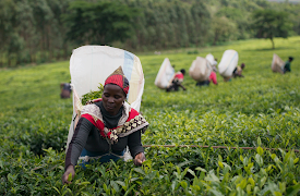 One Cup, A Thousand Stories: Tea Without Limits