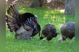 Great Lakes Wild: Back From the Dead