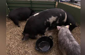 Animal Airport: Episode 12