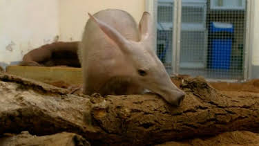 2:45 PM: Animal Park | BBC Two | 8/28 2026