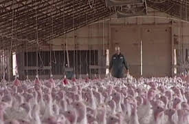 Dirty Jobs Season 1: Turkey Farmer