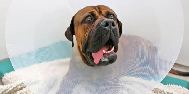 17:20: Der Super-Doc - Einsatz für 4 Pfoten | Sixx | 12/28 2025