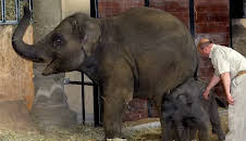 Leopard, Seebär & Co.