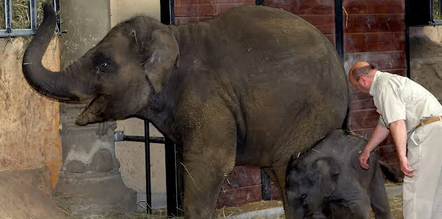 11:40: Leopard, Seebär & Co. | NDR Fernsehen | 11/27 2025