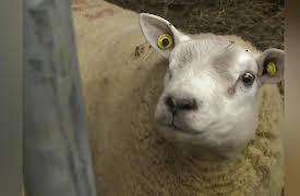 Animal ER: A Dose of Radiation