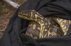 The Snake Catcher: The Hunt Begins