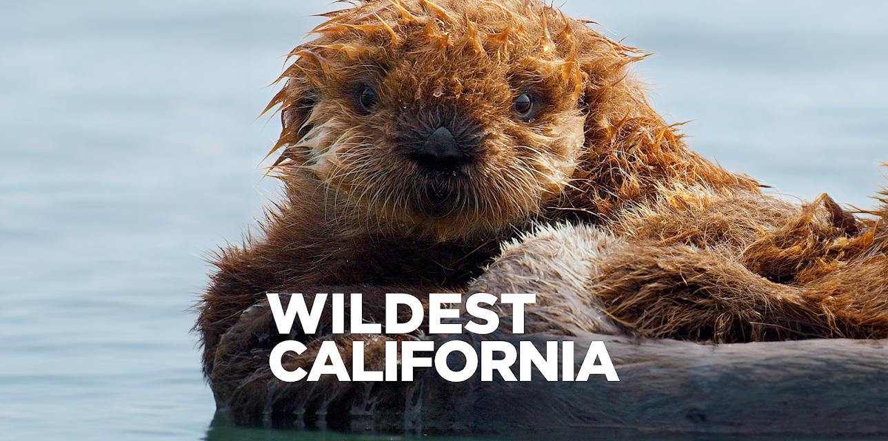 Wildest California (2021)