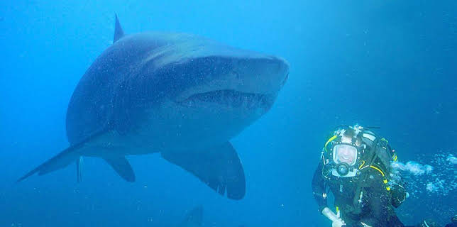 2:30 PM: Deadly 60 (S6) | CBBC | 3/24 2026