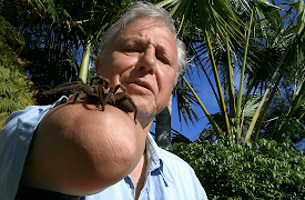 Attenborough: Life in the Undergrowth: The Silk Spinners