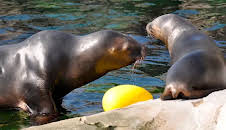 Seehund, Puma & Co. (109/215)