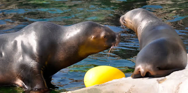 17:10: Seehund, Puma & Co. (109/215) | NDR Fernsehen | 2/26 2026