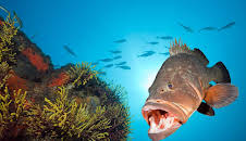 Welt der Tiere