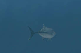 Secrets of the Universe: Dynamic Earth