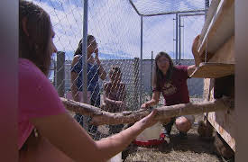 SciGirls en Espanol: Volume 1: Gallinas de Ciudad