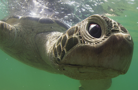 Dolphins: Spy in the Pod: Spinners and Rays