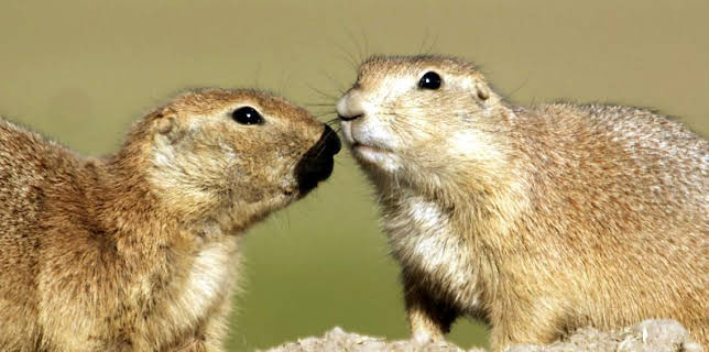 5:45 PM: Natural World | BBC Two | 1/24 2026