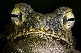 72 animales peligrosos: Asia: Episode 3