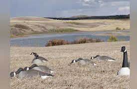 Rawhide: Airwaves & Airtime