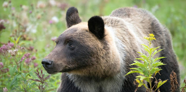 17:39: Wildes Japan (3/3) | 3SAT | 11/25 2025