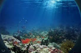 A Curious World: Underwater Worlds